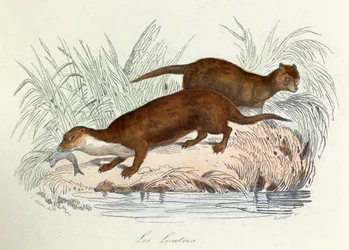 Illustration tirée du livre "Les Œuvres complètes de Buffon" : Les animaux : Les ottres (gravure)