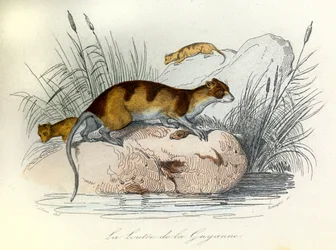 Illustration tirée du livre "Les Œuvres complètes de Buffon" : Les animaux domestiques : La loutre de Guyane (gravure)
