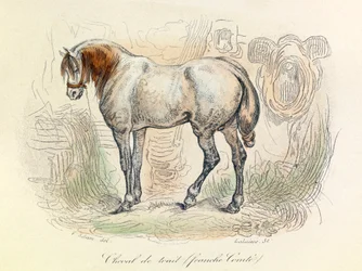 Illustration du cheval franc-comtois, classé par Linné et Cuvier (gravure)