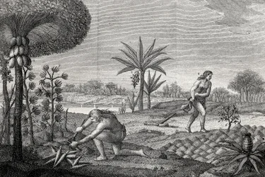 Indigènes travaillant la terre dans le bassin de l