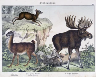 Lama, élan (orignal) - dans « Histoires naturelles des mammifères », éd. Schreiber