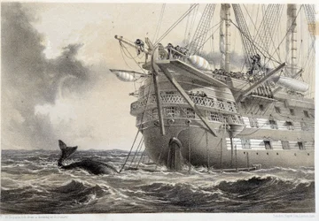 Pose du câble télégraphique atlantique, une baleine autour du bateau