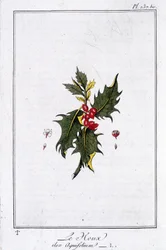 Le houx (Ilex Aquifolium) - dans "Exercices de botanique à l