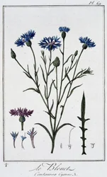 Le bleuet (Centaurea Cyanus) - dans "Exercices de botanique à l