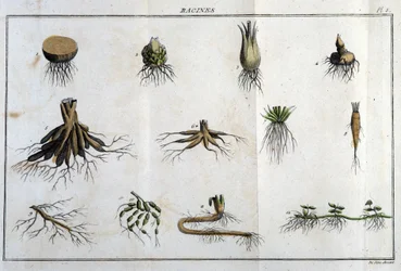 Les racines : dans « Flora Françoise, ou une brève description de toutes les plantes qui poussent naturellement en France, arrangées selon une nouvelle méthode d