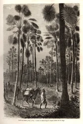 La caravane du Lieutenant Mage progresse vers le Niger et traverse une forêt de palmiers géants dans la province de Damfa, Mali. Gravure pour illustrer le voyage au Soudan occidental du Lieutenant (Marine) M. Mage, en 1863-1866, publié dans « Le tour du mo