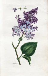 Lilas