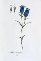 Petite gentiane (gentiane des marais
