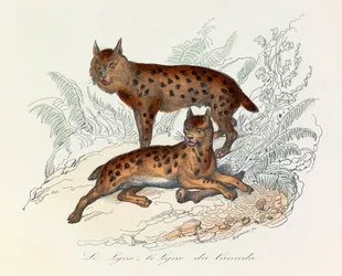 Lynx et lynx du Canada, deux mammifères quadrupèdes, classés par Linneene et Cuvier (gravure)