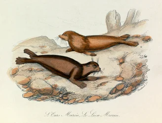 Ours et lion marins classés selon la nomenclature de Linné et la classification de Cuvier (gravure)