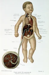 Médecine : nouveau-né (écorché au buste)