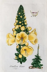Millefeuille