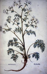 Myrrhis Odorata Fuchs : cerfeuil musqué - Dans "Histoire Naturelle du Cacao et du Sucre"