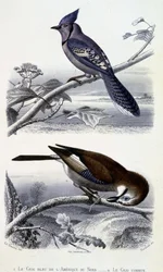 Histoire naturelle : Oiseaux : Le Geai bleu d