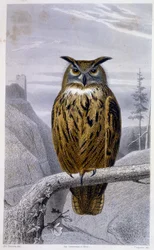 Histoire naturelle : Hibou : Le Grand Duc - dans « Œuvres de Buffon », T.5, éd. Fume Jouvet & Cie