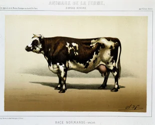 Vache normande