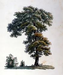 Chêne