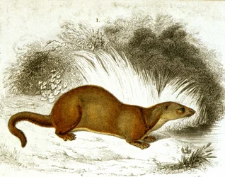 Loutre - gravure en couleur. Gravure du 19e siècle.