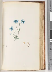 Linum