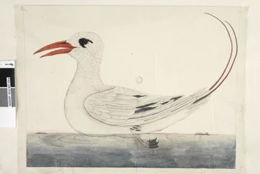 Phaeton Red, Tailed Tropicbird Phaethon rubricauda, 1791-92