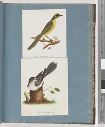 Page 101. Méliphage à touffes jaunes. 102. Oiseau non identifié