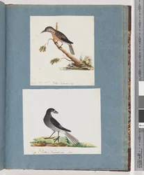 Page 103. Oiseau non identifié. Méliphage. 104. Oiseau non identifié