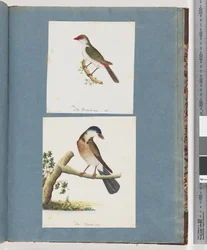 Page 105. Diamant à sourcils rouges. 106. Oiseau non identifié