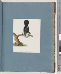 Page 107. Oiseau non identifié