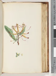 Page 112. Plante non identifiée