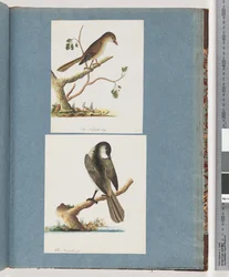 Page 113. Oiseau non identifié. 114. Oiseau non identifié