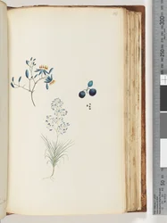 Page 114. Plante à fleurs non nommée