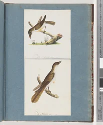 Page 117. Oiseau non identifié. 118. Oiseau non identifié