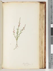 Page 122. Baeckea densifolia, peut-être