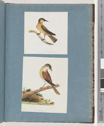 Page 125. Oiseau non identifié. 126. Oiseau non identifié