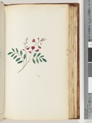 Page 125. Plante non identifiée