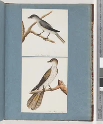Page 127. Oiseau non identifié. 128. Oiseau non identifié