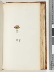 Page 128. Plante non identifiée