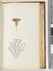 Page 129. Plante non identifiée