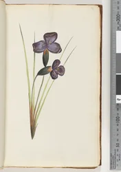 Page 12. Plante non identifiée