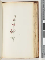 Page 130. Plante non identifiée