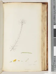 Page 131. Germen poilu / Ericifolia dessin inachevé