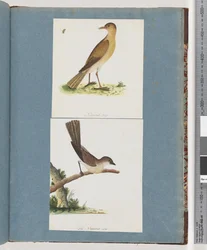Page 131. Oiseau non identifié. 132. Oiseau non identifié