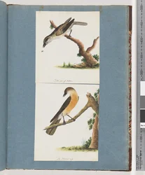 Page 133. Oiseau non identifié. 134. Oiseau non identifié