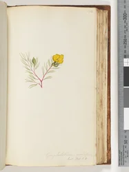 Page 134. Gompholobium grandiflorum / Exot. Bot. t. 5