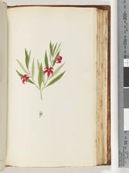 Page 136. Plante non identifiée