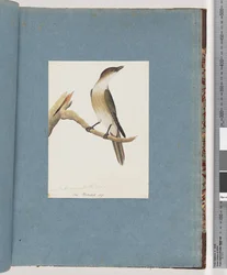 Page 137. Oiseau non identifié, peut-être la Grive harmonique