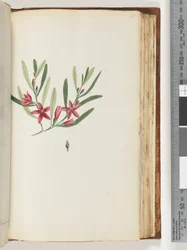 Page 138. Plante à fleurs et insecte non nommés
