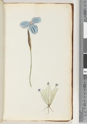 Page 13. Plante non identifiée