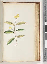 Page 140. Fleur non identifiée, octobre 1794