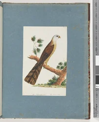 Page 141. Oiseau non identifié